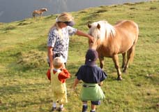 Haflinger streicheln auf der Alm.